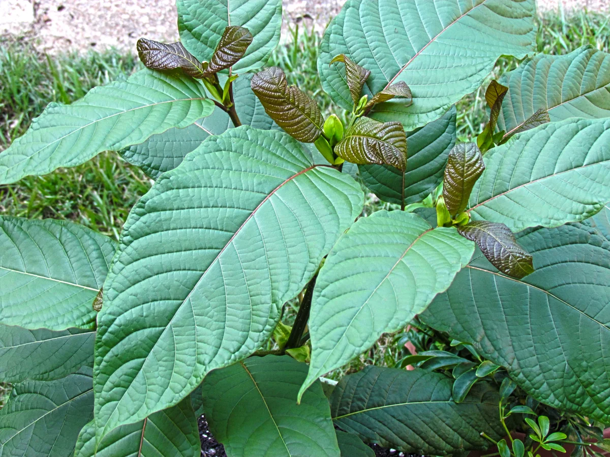 right kratom strain