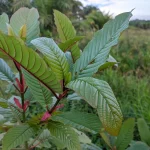 Mindful Medicine: Exploring Kratom for Stress Management and Wellness